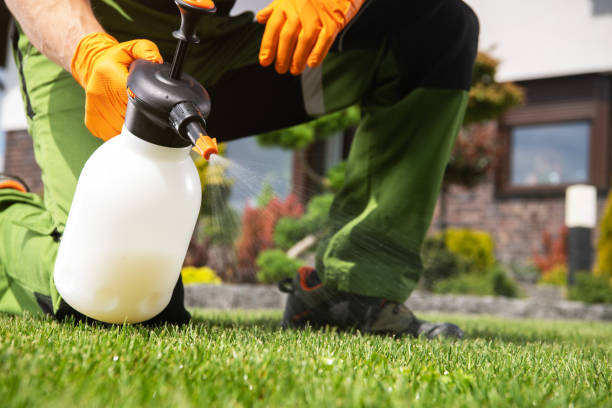 Best Flea Control Services  in Tucumcari, NM