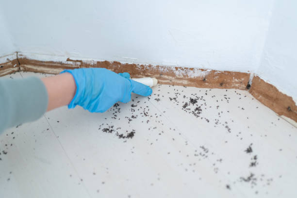 Best Wasp Removal Services  in Tucumcari, NM